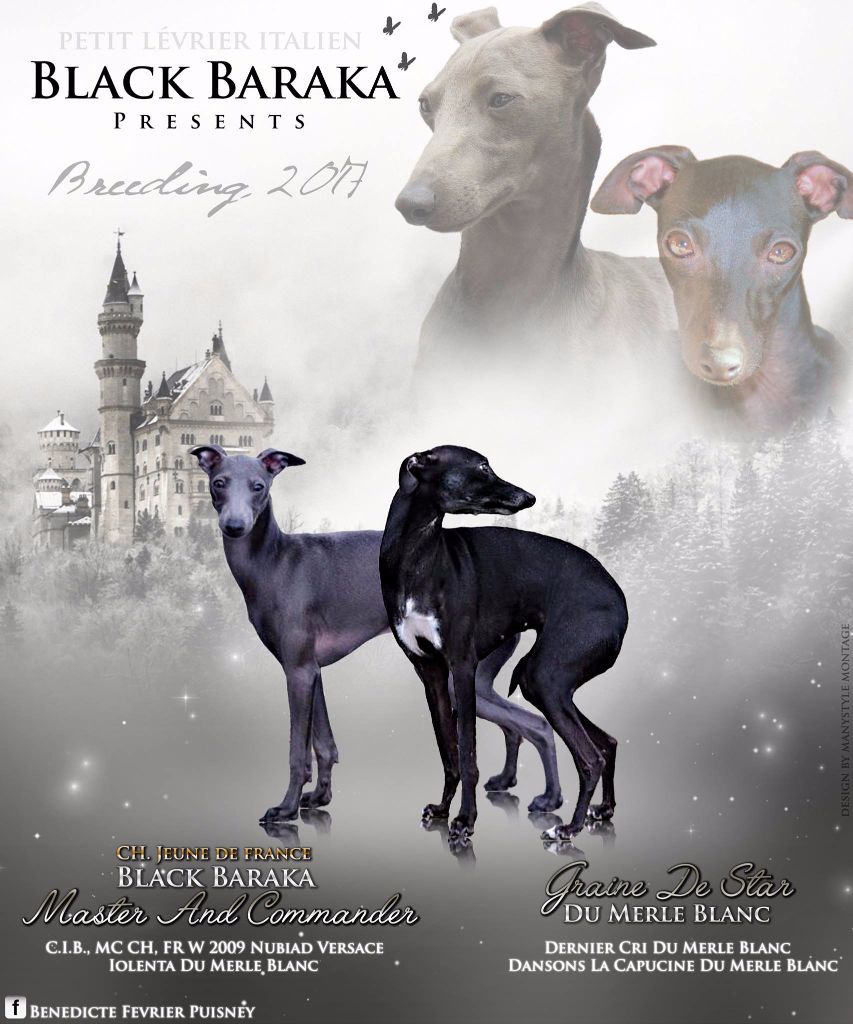 Black Baraka - BREEDING 2017 