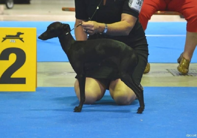 Black Baraka -  Luxembourg International Dog Show 