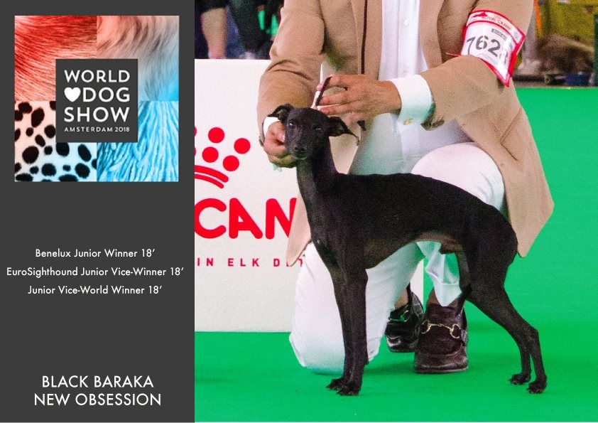 Black Baraka -  WORLD DOG SHOW 2018