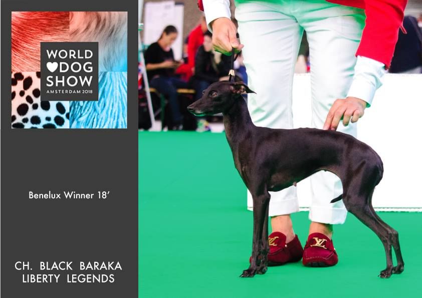 Black Baraka - Benelux Winner Show part of World Dog Show 18'