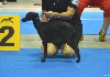  -  Luxembourg International Dog Show 