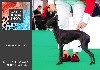  - Benelux Winner Show part of World Dog Show 18'