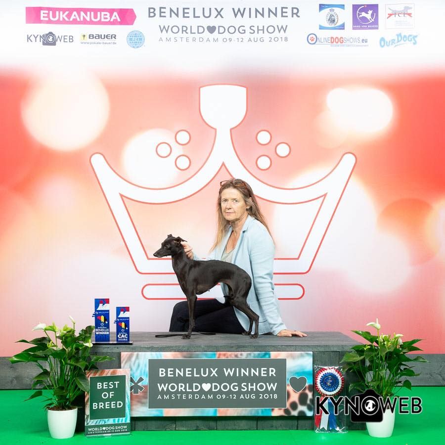 Black Baraka - ?Benelux Winner Show part of World Dog Show 18'