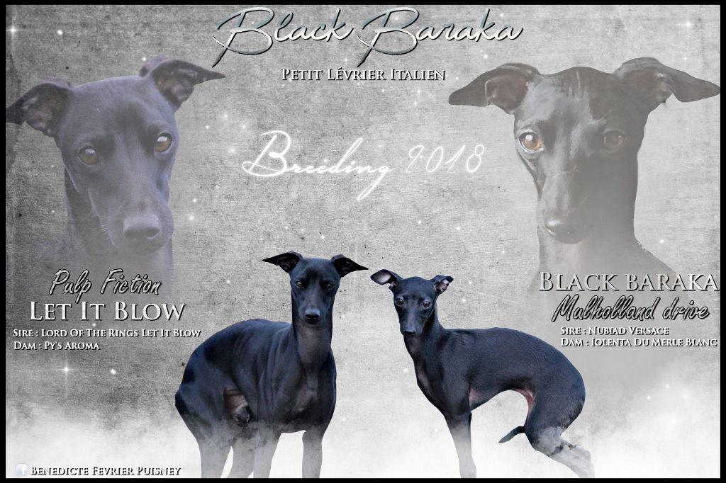 Black Baraka - I 'm so happy to announce the next litter !