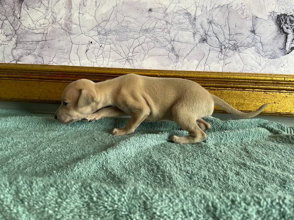 Black Baraka - Chiots disponibles - Petit Levrier Italien
