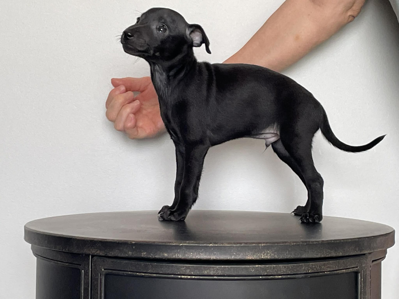 Black Baraka - Chiots disponibles - Petit Levrier Italien