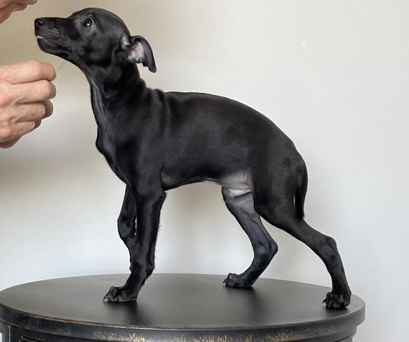 Black Baraka - Chiots disponibles - Petit Levrier Italien
