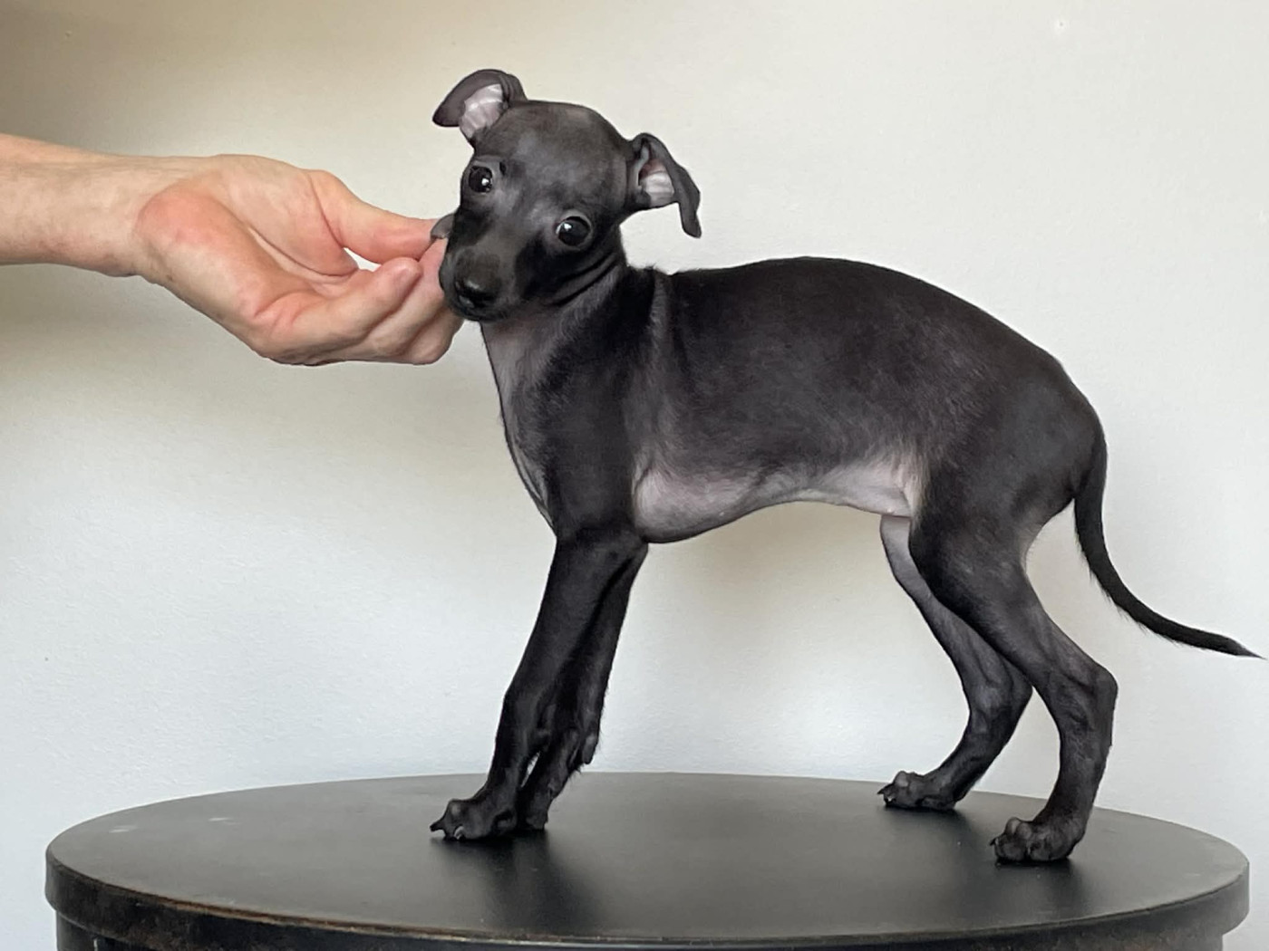 Black Baraka - Chiots disponibles - Petit Levrier Italien
