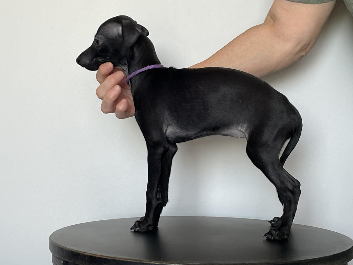 Black Baraka - Chiots disponibles - Petit Levrier Italien