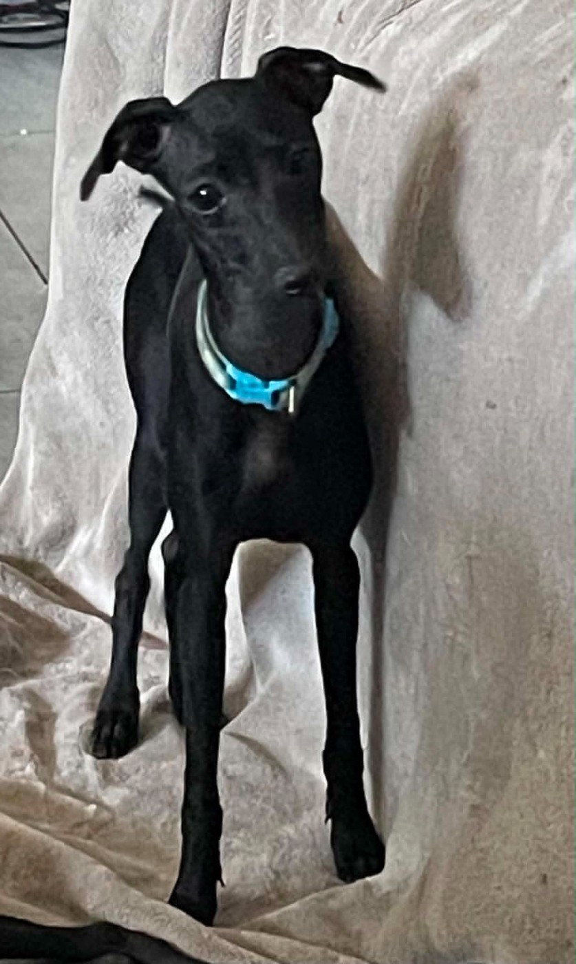 Black Baraka - Chiots disponibles - Petit Levrier Italien