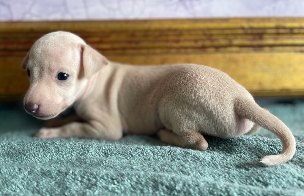 Black Baraka - Chiots disponibles - Petit Levrier Italien