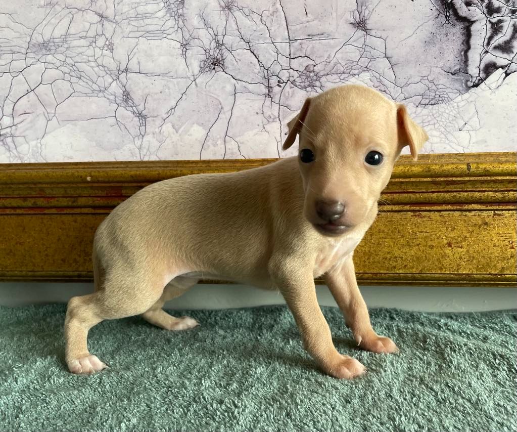 Black Baraka - Chiots disponibles - Petit Levrier Italien