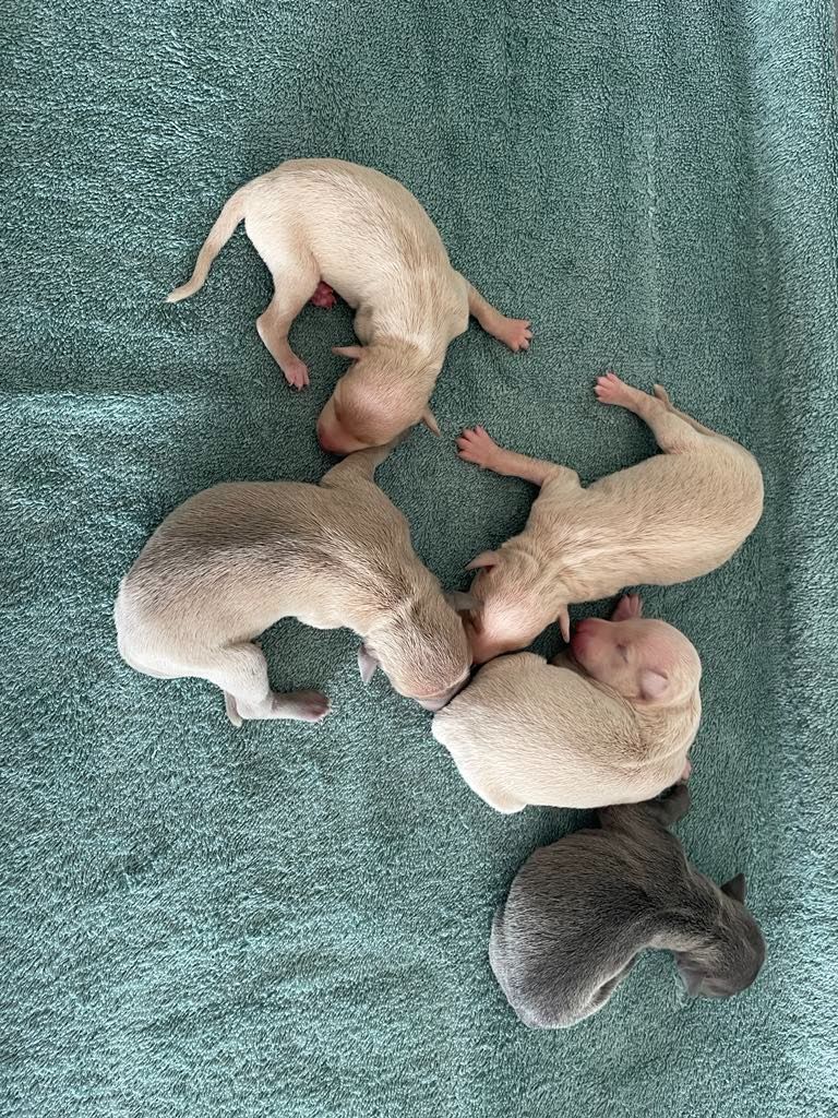 Chiot Petit Levrier Italien Black Baraka