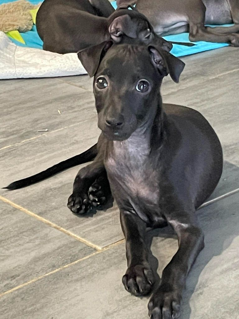 Black Baraka - Chiots disponibles - Petit Levrier Italien