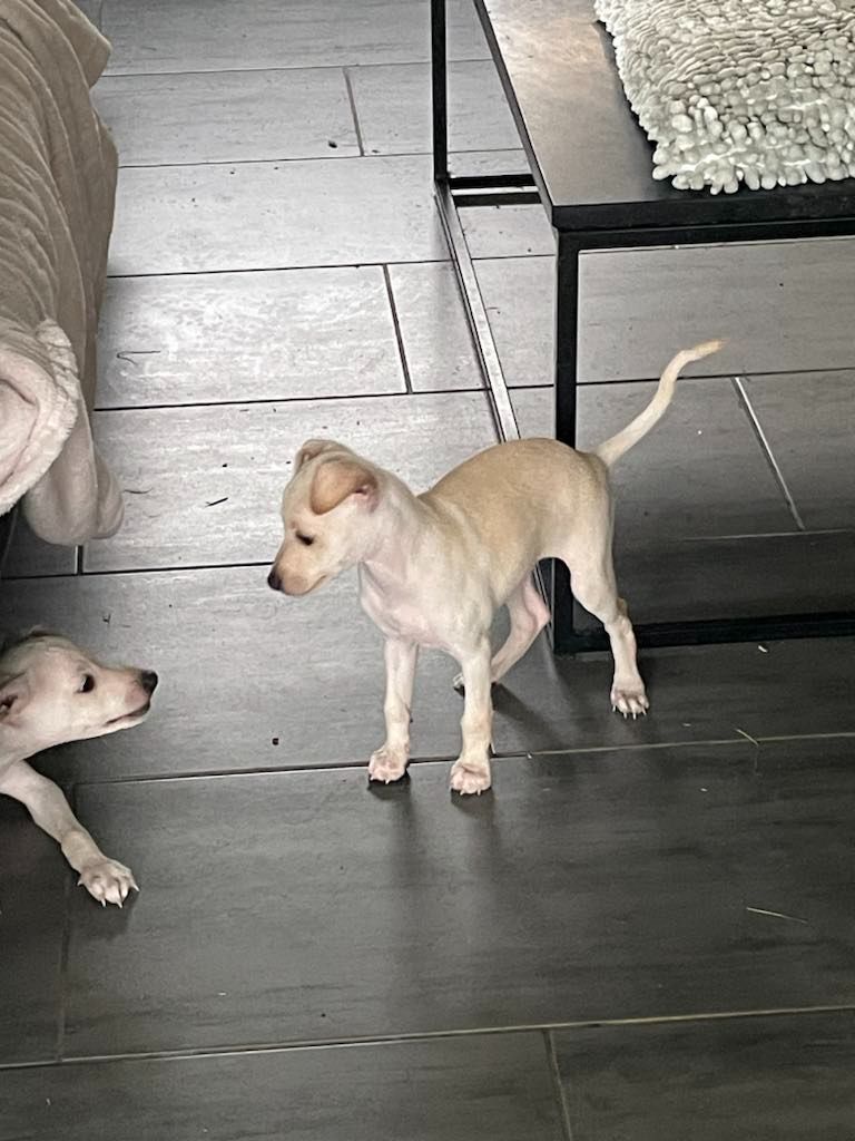 Black Baraka - Chiots disponibles - Petit Levrier Italien