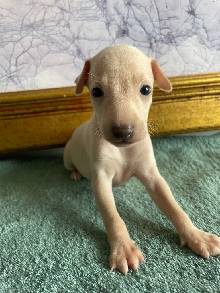 Black Baraka - Chiots disponibles - Petit Levrier Italien