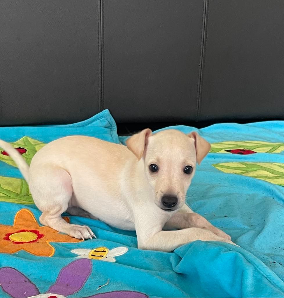Black Baraka - Chiots disponibles - Petit Levrier Italien
