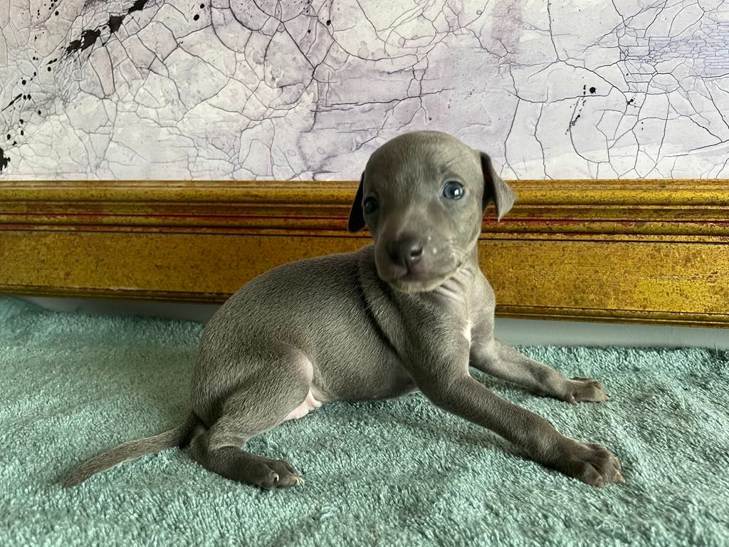 Black Baraka - Chiots disponibles - Petit Levrier Italien